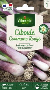Ciboule Commune Rouge